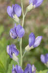 Blue wild indigo